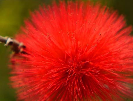 〈隆恩圳的大千世界〉呂廷倫微距攝影展